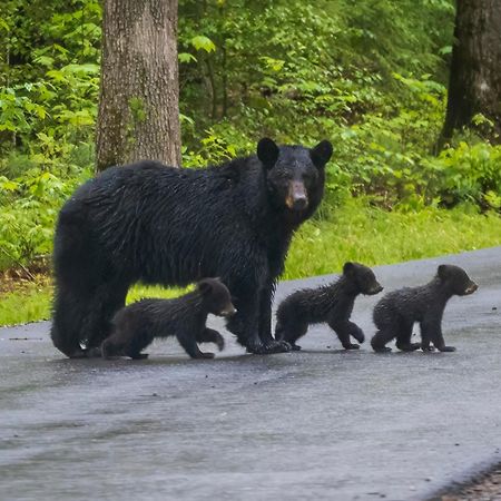 Lazy Bear Lodge, Hot Tub, Resort Pool, Wifi, 1089 Free Tickets Each Paid Day, Dollywood And More Гатлінбург Екстер'єр фото